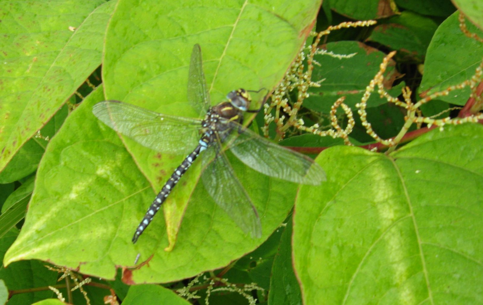 dragonfly-japanese-knottweed-22